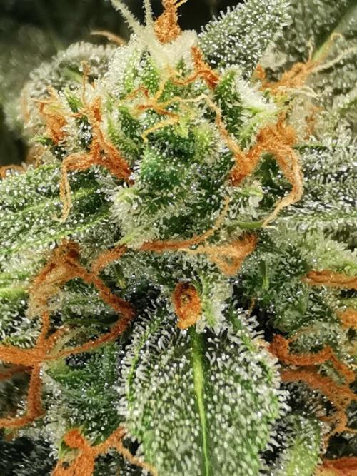 Autoflower Growlog 1.0 except for nepali. Week 13 - Blueberry berry 