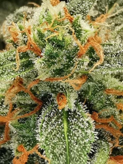 Autoflower Growlog 1.0 except for nepali. Week 13 - Blueberry berry 