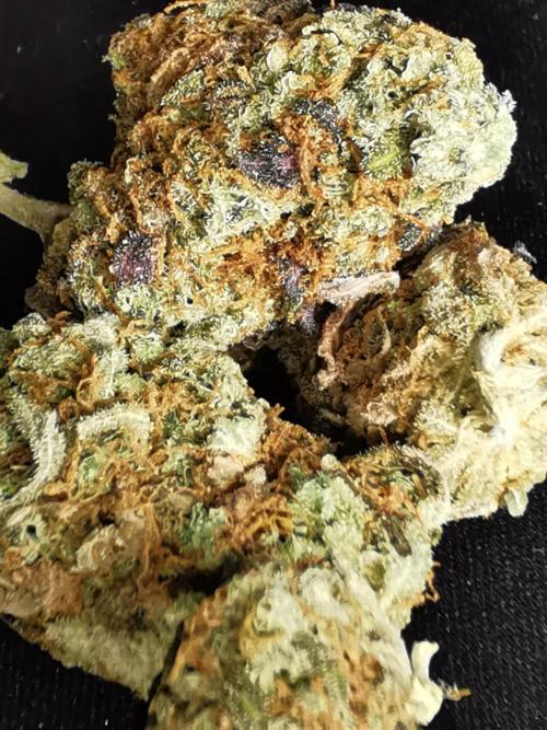 End of Photoperiodics grow. Week 24 - Blueberry berry selfing 