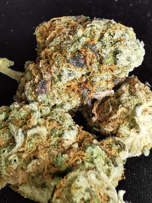 End of Photoperiodics grow. Week 24 - Blueberry berry selfing