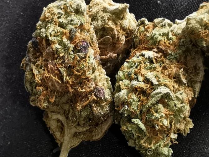 End of Photoperiodics grow. Week 24 - Blueberry berry selfing