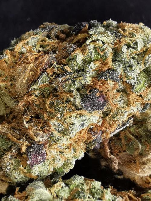 End of Photoperiodics grow. Week 24 - Blueberry berry selfing