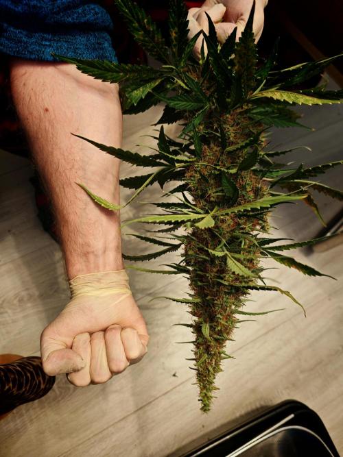 Autoflower Growlog 1.0 except for nepali. Week 13 - Wappa #2 is done. What a beauty she is. Huge top bud, real nuggi 💚