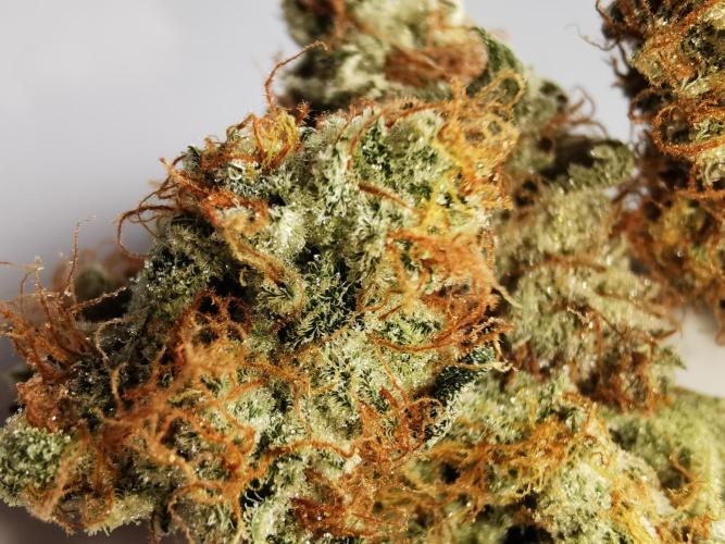 Autoflower Growlog 1.0 except for nepali. Week 12