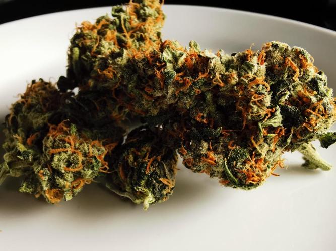 Autoflower Growlog 1.0 except for nepali. Week 13