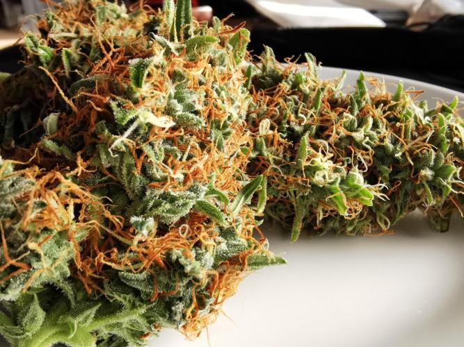 Autoflower Growlog 1.0 except for nepali. Week 13