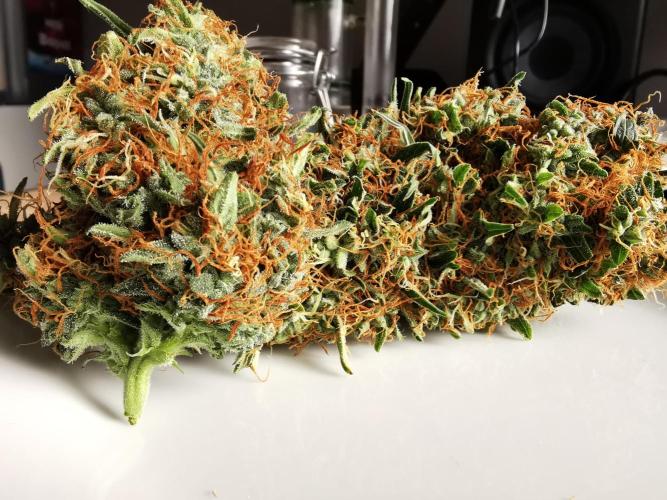 Autoflower Growlog 1.0 except for nepali. Week 13