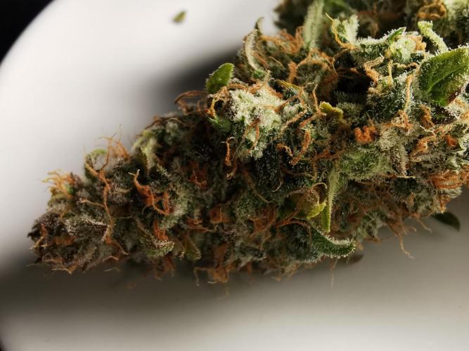 Autoflower Growlog 1.0 except for nepali. Week 13