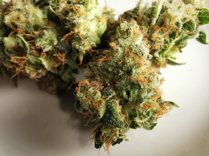 Autoflower Growlog 1.0 except for nepali. Week 13