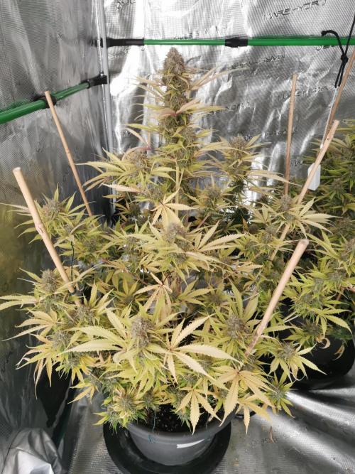 Autoflower Growlog 1.0 except for nepali. Week 13 - Wappa #1
