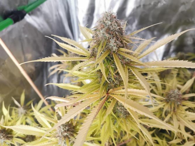 Autoflower Growlog 1.0 except for nepali. Week 13 - Wappa #1