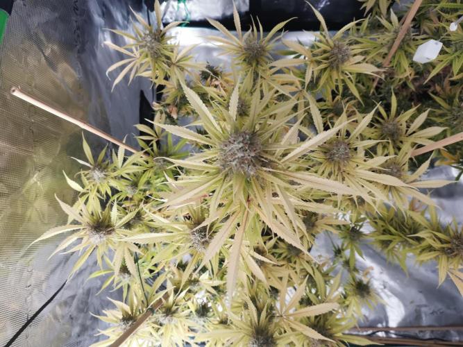 Autoflower Growlog 1.0 except for nepali. Week 13 - Wappa #1 