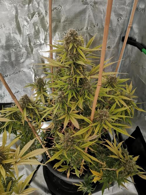 Autoflower Growlog 1.0 except for nepali. Week 13 - Nepali baglung 