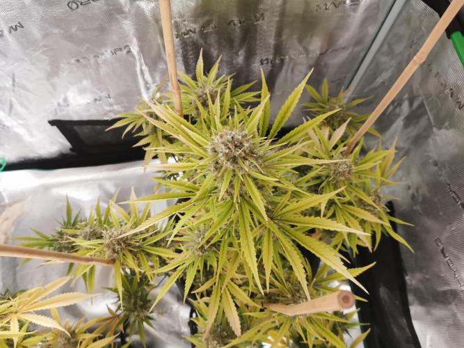 Autoflower Growlog 1.0 except for nepali. Week 13 - Nepali baglung