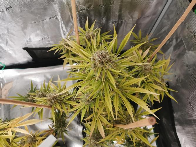 Autoflower Growlog 1.0 except for nepali. Week 13 - Nepali baglung