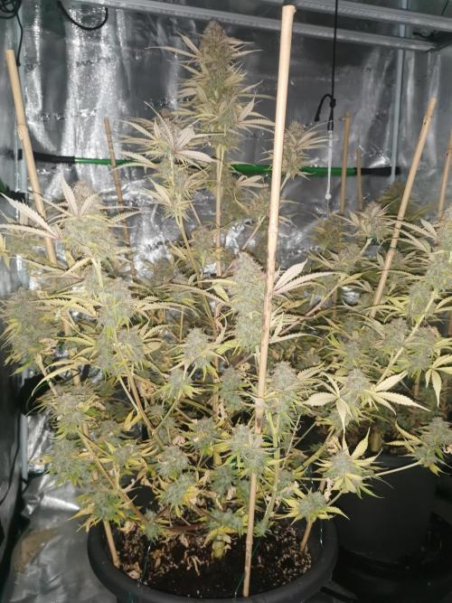 Autoflower Growlog 1.0 except for nepali. Week 14 - Wappa #1