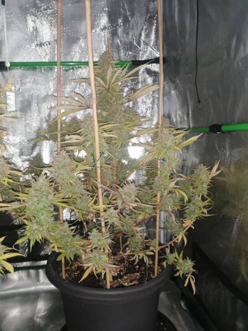 Autoflower Growlog 1.0 except for nepali. Week 14 - Nepali baglung 