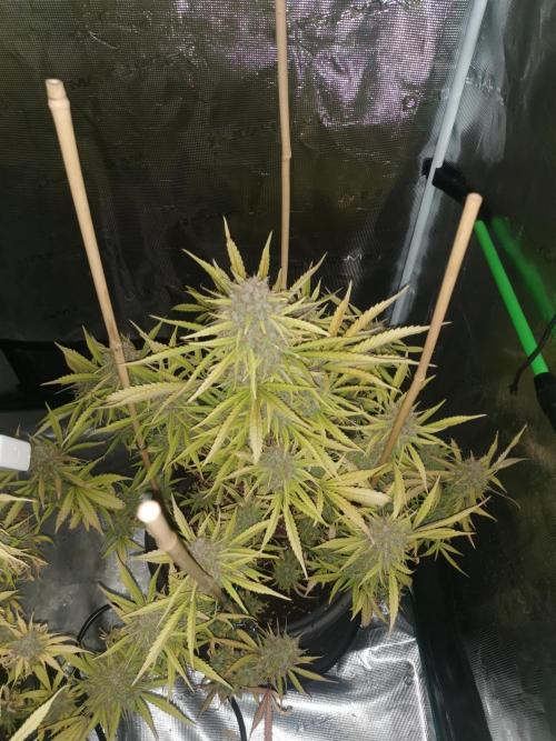 Autoflower Growlog 1.0 except for nepali. Week 14 - Nepali baglung