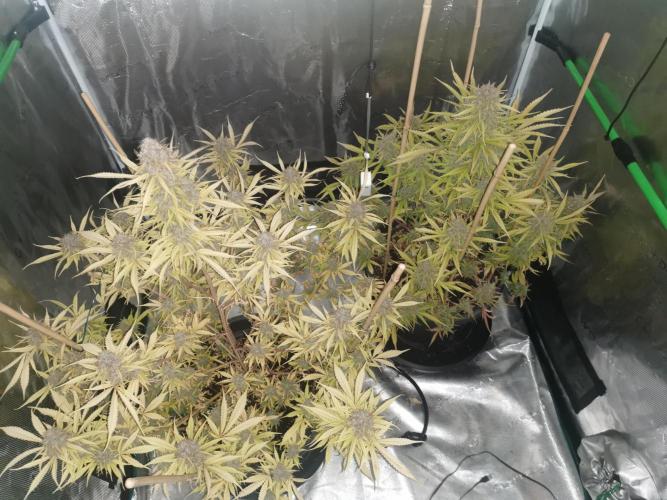 Autoflower Growlog 1.0 except for nepali. Week 14 - Top down, left wappa #1, right nepali baglung 