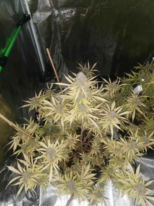 Autoflower Growlog 1.0 except for nepali. Week 14 - Wappa #1