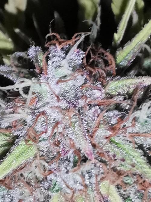 Autoflower Growlog 1.0 except for nepali. Week 14 - Nepali baglung 