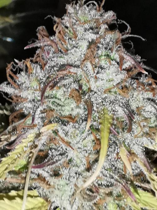 Autoflower Growlog 1.0 except for nepali. Week 14 - Wappa #1