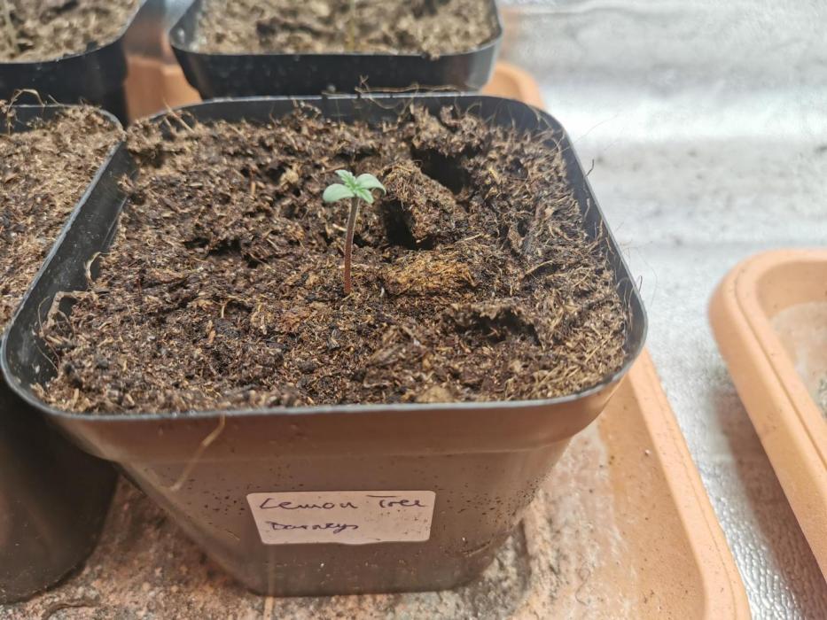 Lemon Treeee 🍋. Week 0