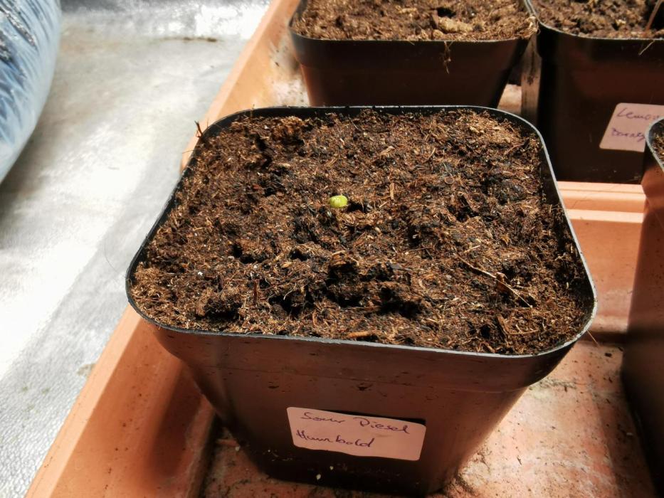 Sour Diesel auto Humbold. Week 0