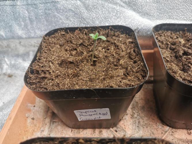 Cannapot grow #4. Week 0