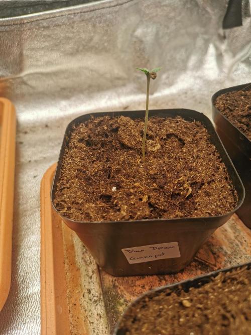 Cannapot grow #3. Week 0