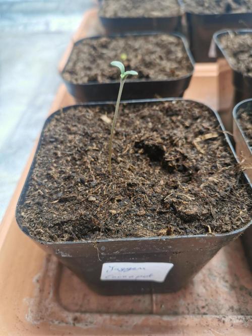 Cannapot grow #2. Week 0