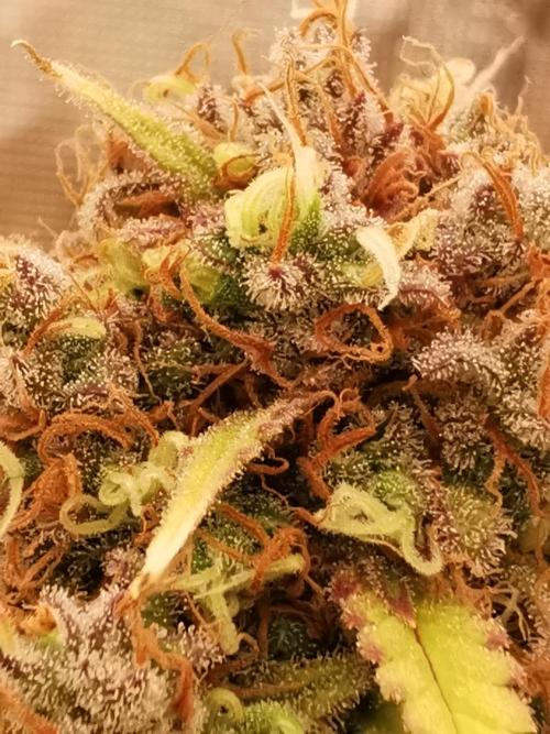 Autoflower Growlog 1.0 except for nepali. Week 15