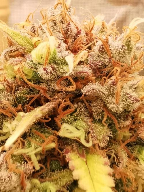 Autoflower Growlog 1.0 except for nepali. Week 15