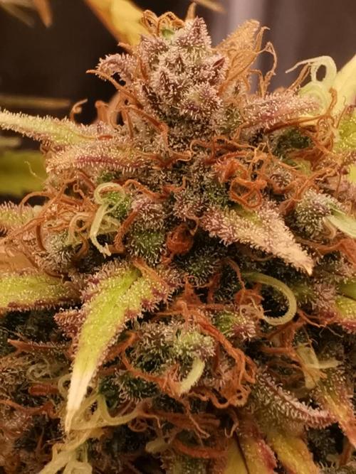 Autoflower Growlog 1.0 except for nepali. Week 15