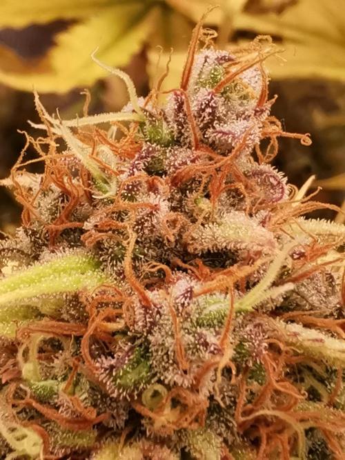 Autoflower Growlog 1.0 except for nepali. Week 15