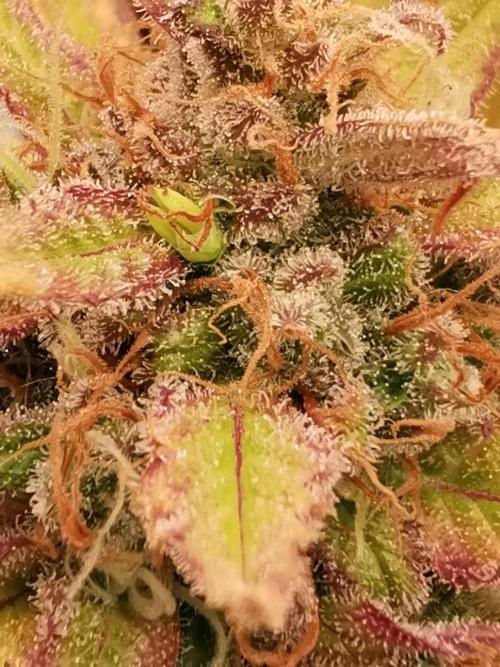 Autoflower Growlog 1.0 except for nepali. Week 15