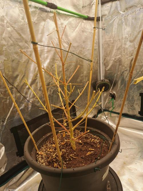 Autoflower Growlog 1.0 except for nepali. Week 15 - My wappa #1 by paradise seeds is.now history. What a beauty she was!