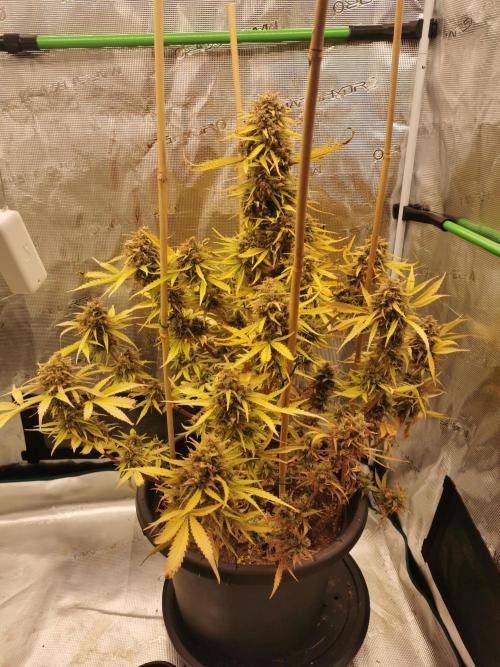 Autoflower Growlog 1.0 except for nepali. Week 15 - Such a stunning beautiful plant Nepali Baglung. 💜💚