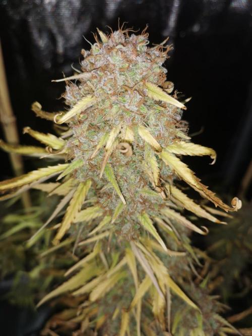 Autoflower Growlog 1.0 except for nepali. Week 16