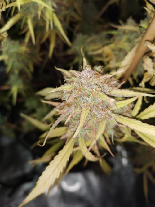 Autoflower Growlog 1.0 except for nepali. Week 16