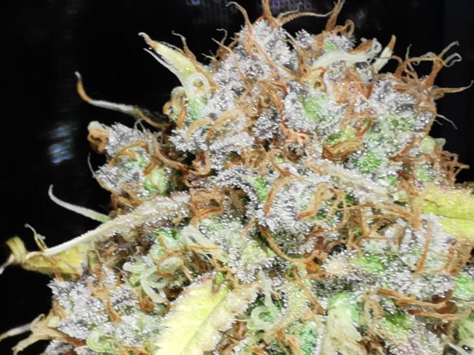 Autoflower Growlog 1.0 except for nepali. Week 16