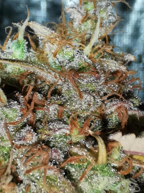 Autoflower Growlog 1.0 except for nepali. Week 16