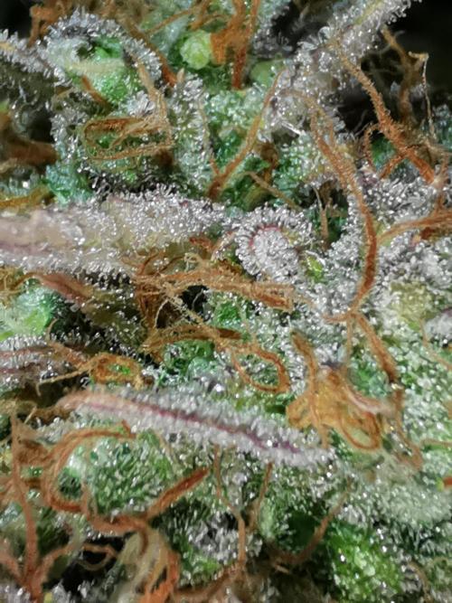 Autoflower Growlog 1.0 except for nepali. Week 16