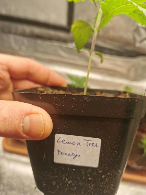 Lemon Treeee 🍋. Week 2