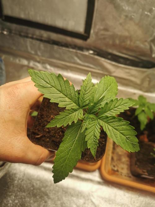 Cannapot grow #4. Week 2