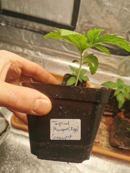 Cannapot grow #4. Week 2