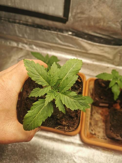 Cannapot grow #4. Week 2