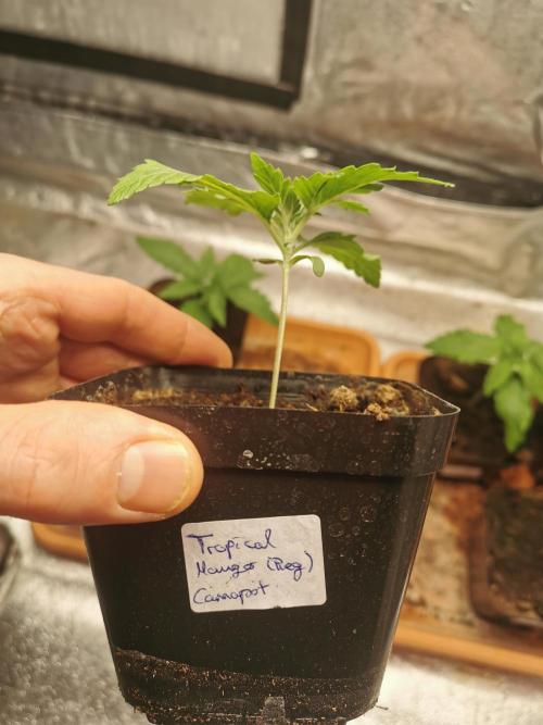 Cannapot grow #4. Week 2