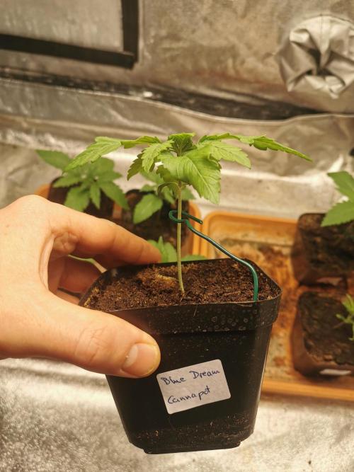 Cannapot grow #3. Week 2