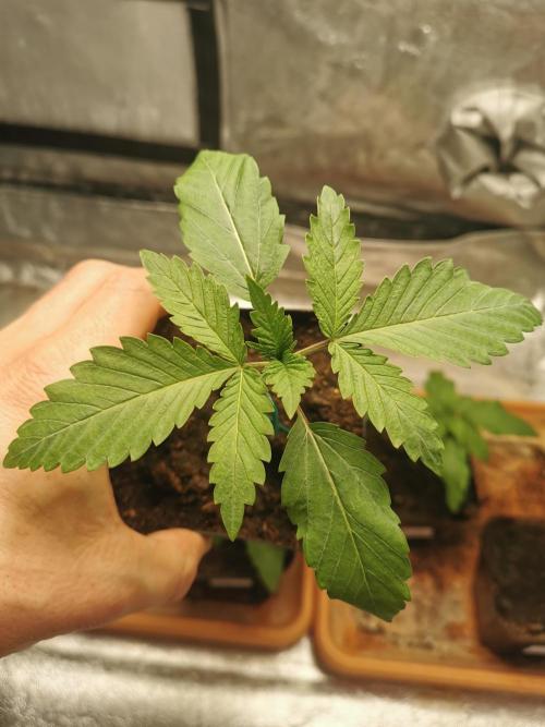 Cannapot grow #3. Week 2 - Blue Dream
